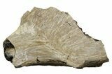 Fossil Tyrannosaur (T rex) Vertebra Section - Wyoming #350459-1